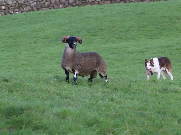 Lanark Rams - Main image
