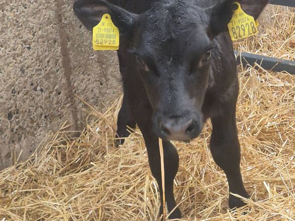 4 Angus calves for sale - Main image