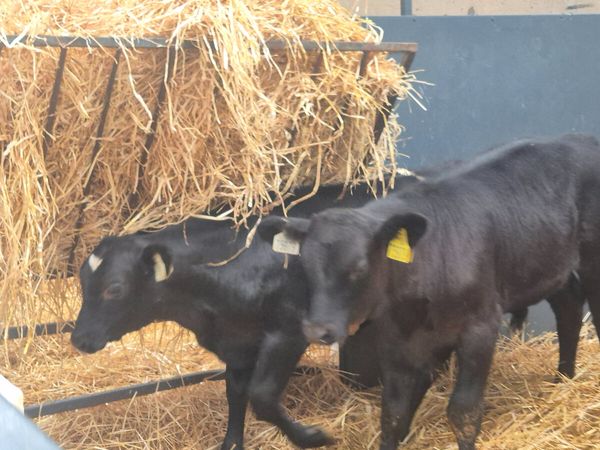6 Strong calves 2 months old - Main image