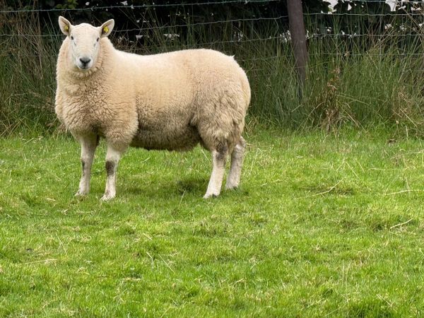 Cheviot Rams - Main image