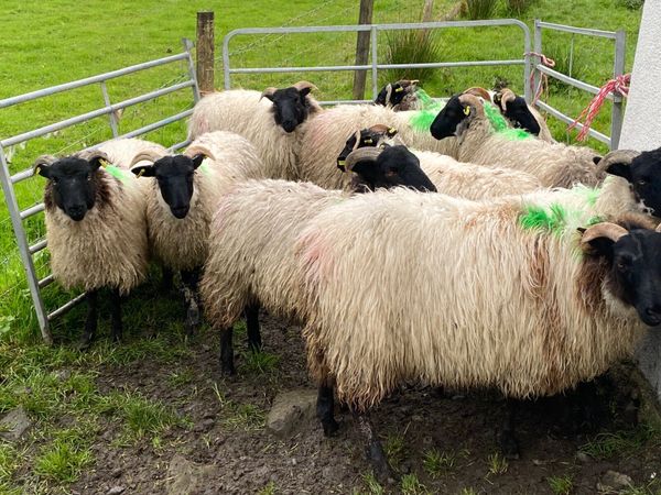 10 Super Horned Ewe Lambs - Main image