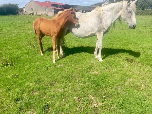 Connemara mare and foal - Main image