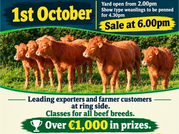 Macroom Mart suckler bred weanling Show and Sale - Main image
