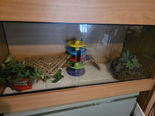 Leopard Gecko and terrarium - Main image