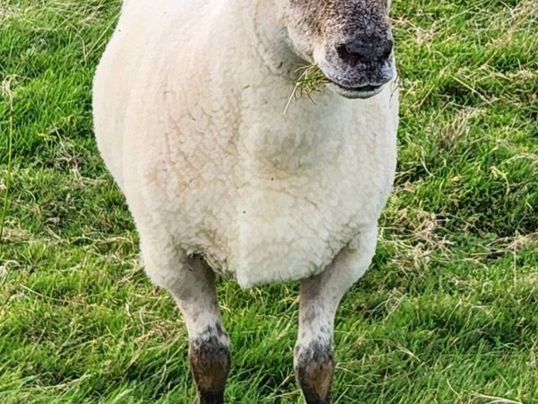 Hogget Ewes - Main image