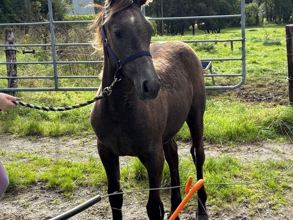 Class 1 Bred Full Irish draught filly foal - Main image