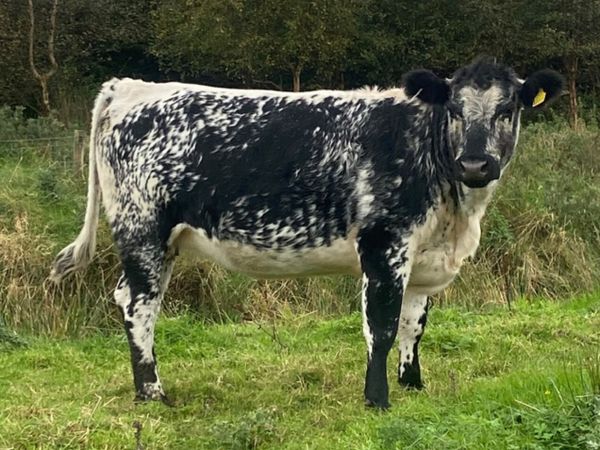 Speckle park incalf heifer - Main image