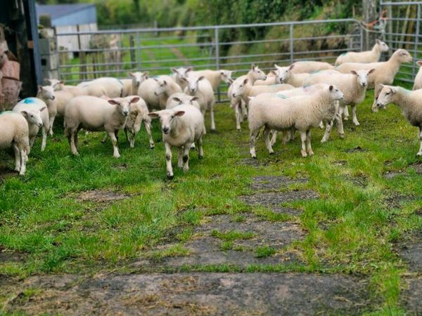 30 store cross bred lambes ewes and wethers on mea - Main image