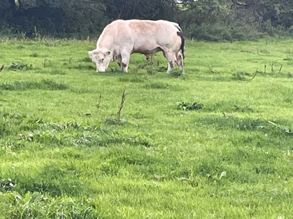 PB Belgian blue bull - Main image