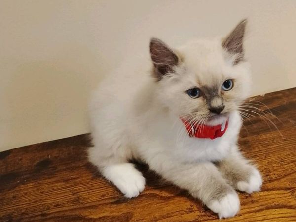 Pedigree Ragdoll Kitten - Main image