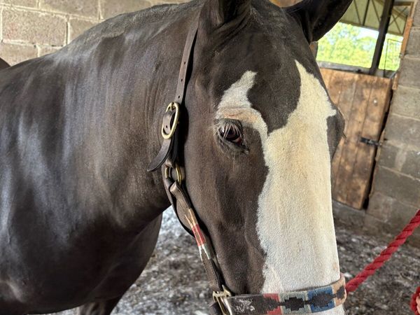 🌟 Clipping/Plaiting Service Available 🌟 - Main image