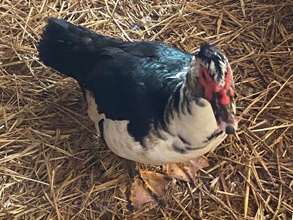 Poultry - Main image