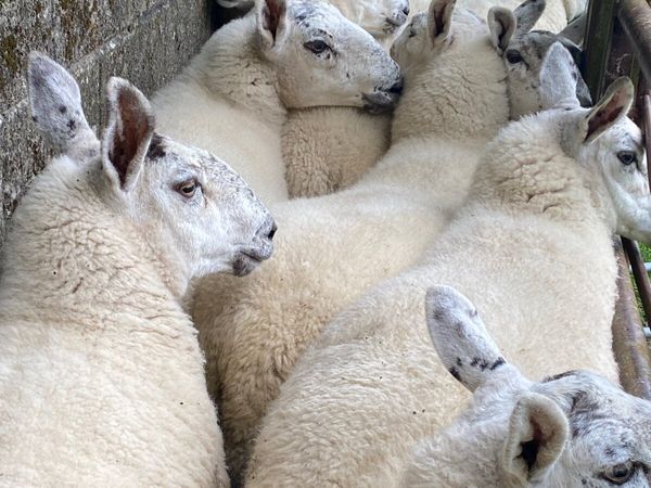 Sheep - Main image