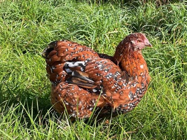 Jubilee Orpington Cockrel - Main image
