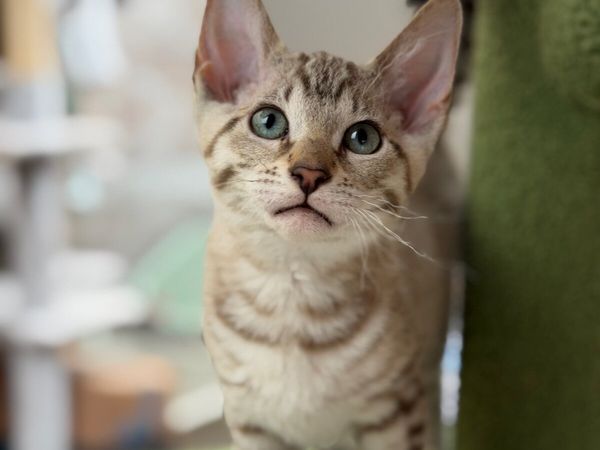 Bengal X - last little girl - Main image