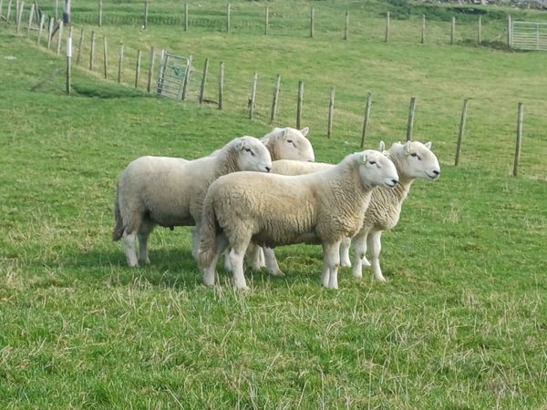 Sheep - Main image