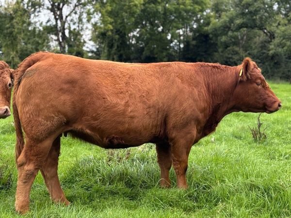 Incalf homebred Ai heifer - Main image