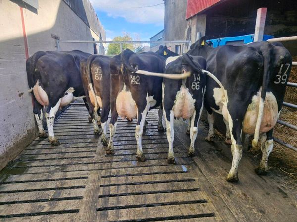 Freshly calved young cows - Main image