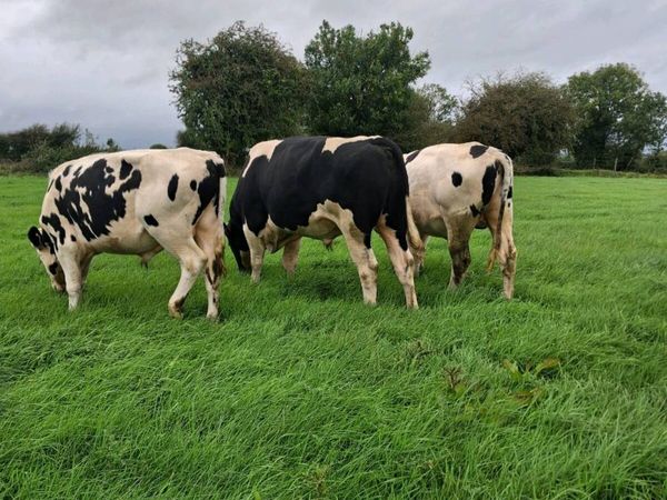 Selection of teasers bulls  available - Main image