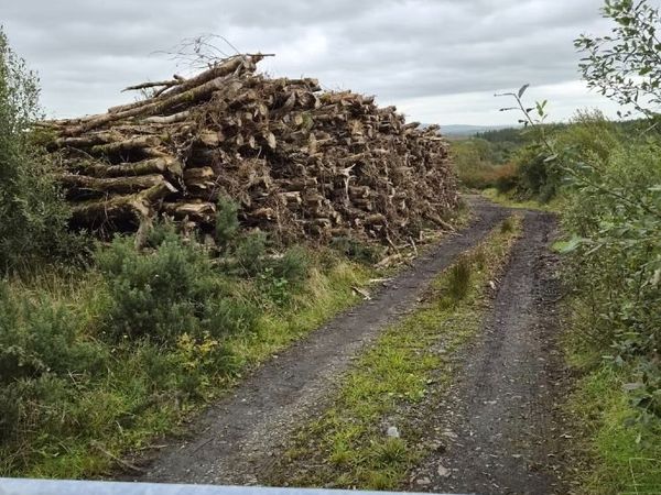 Ash Timber (dieback) - Main image