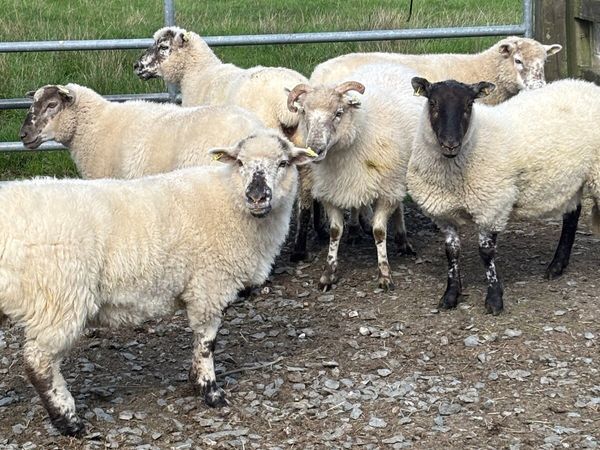 Hoggets For Sale - Main image