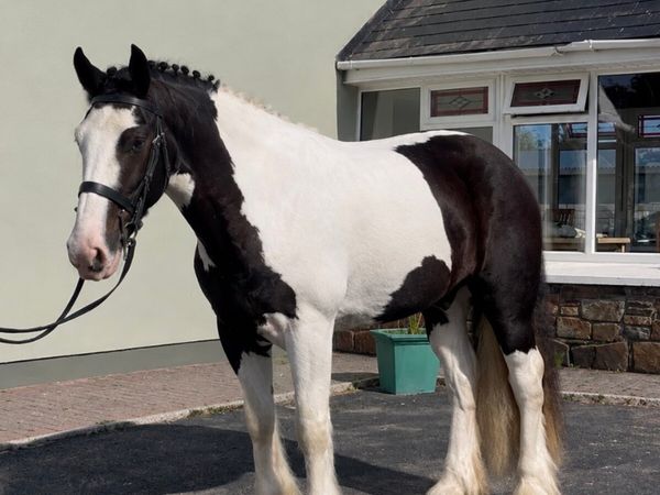 🤩Bobby 15.2 piebald cob gelding🤩 - Main image