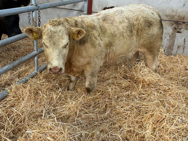 Charolais show heifer - Main image