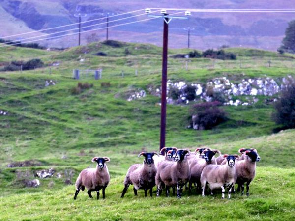 🔥🔥Mayo & Lanark hoggets - Main image