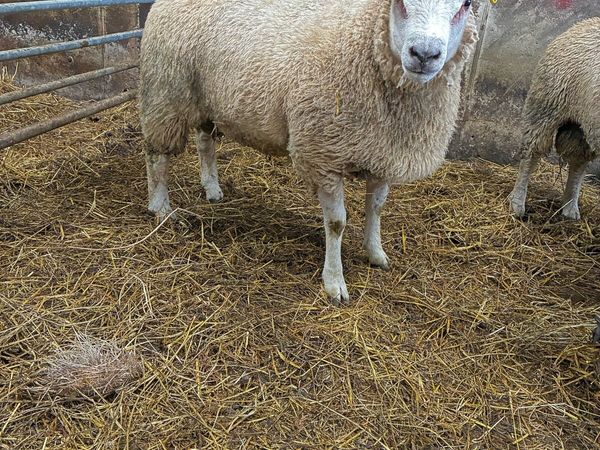 🔥🔥Charbex Ram lamb 🔥🔥 - Main image