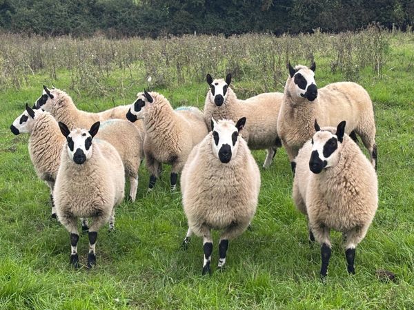 Kerry Hill Sheep - Main image