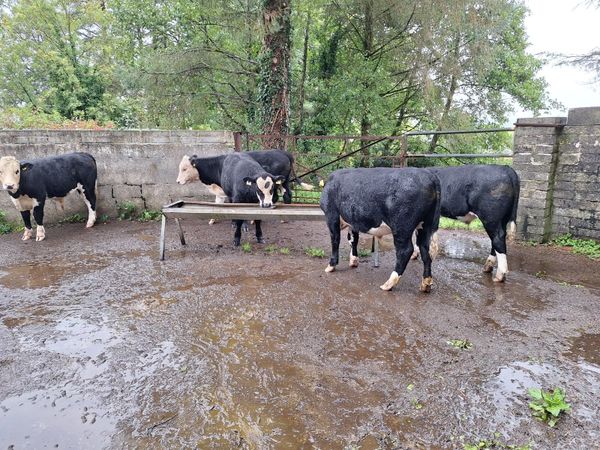 Organic cattle - Main image