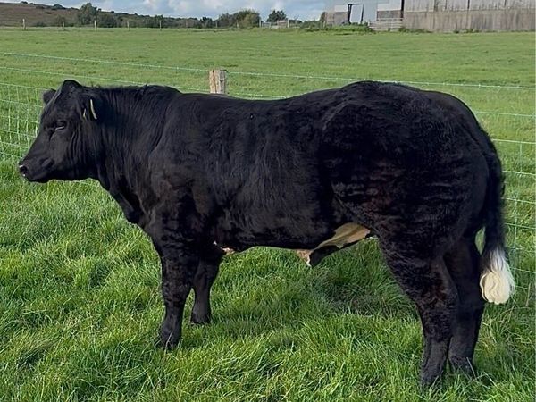 Hybrid Show Calf - Main image