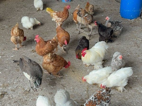 Pekin bantams - Main image
