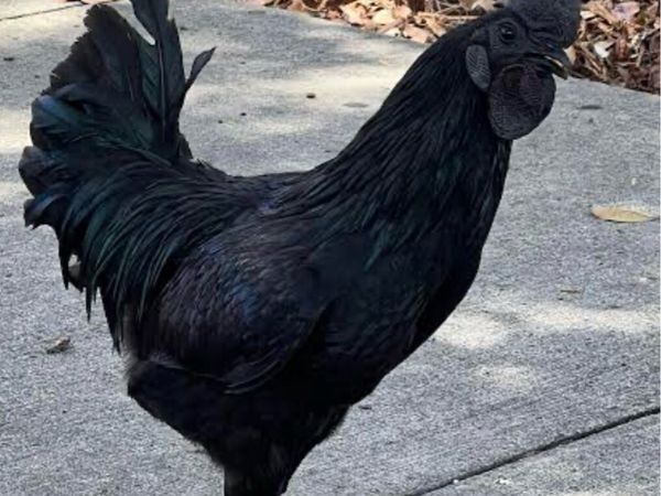 Big black cock - Main image