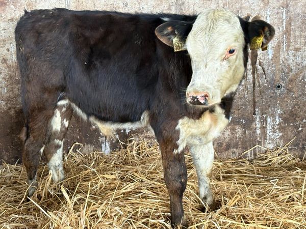 4 Hereford bull weanlings - Main image