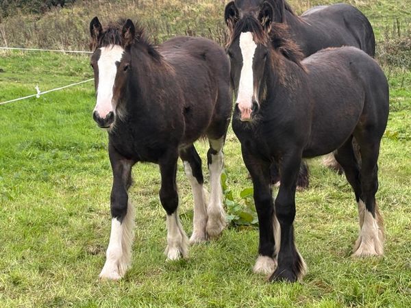 2 Heavy bay filly foals - Main image