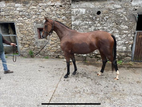 2yr old Casallido - Main image