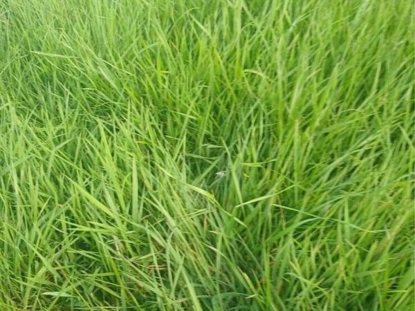 Sheep grazing - Main image