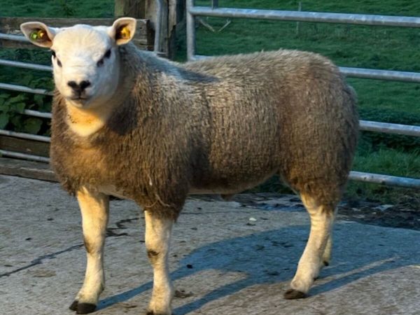 Pedigree Texel Rams - Main image