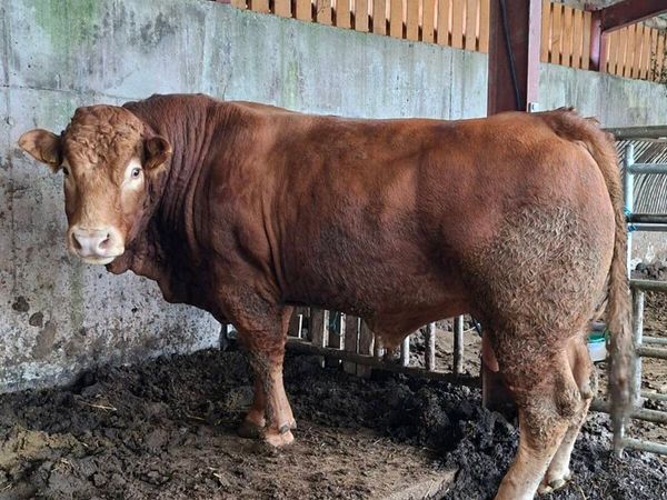 5☆ Lm Stock Bull Gortatlea Mart - Main image