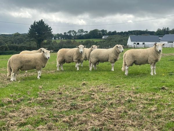 Cheviot Rams - Main image