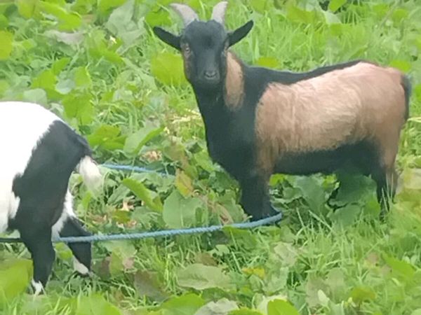 pygmy goat - Main image