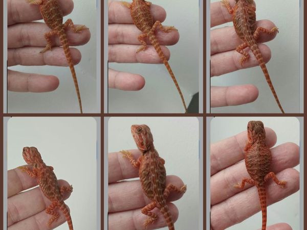Bearded dragons red monsters & corals - Main image