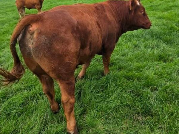 Beef - Main image