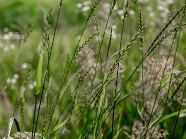 Grass - Main image