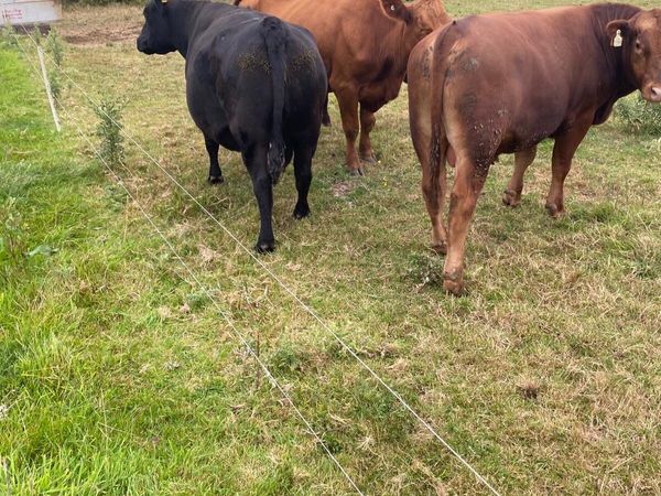 Pedigree Red angus bull - Main image