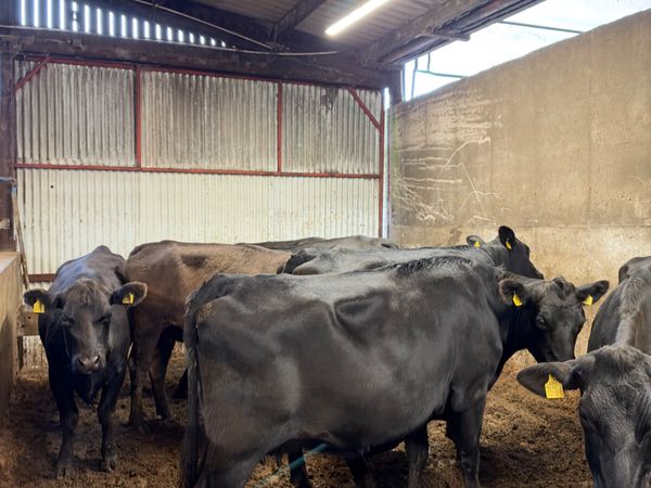 Springing Angus heifers - Main image