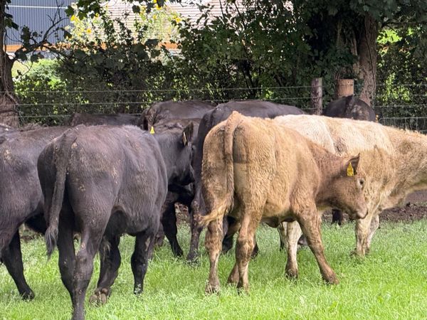 16 SUPER ANGUS BULL WEANLINGS ( 230 KGS) - Main image