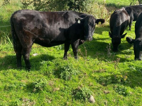 Pedigree Angus cows - Main image