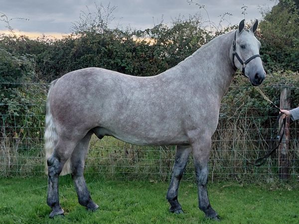 ***Wonderful Kind Cob *** - Main image